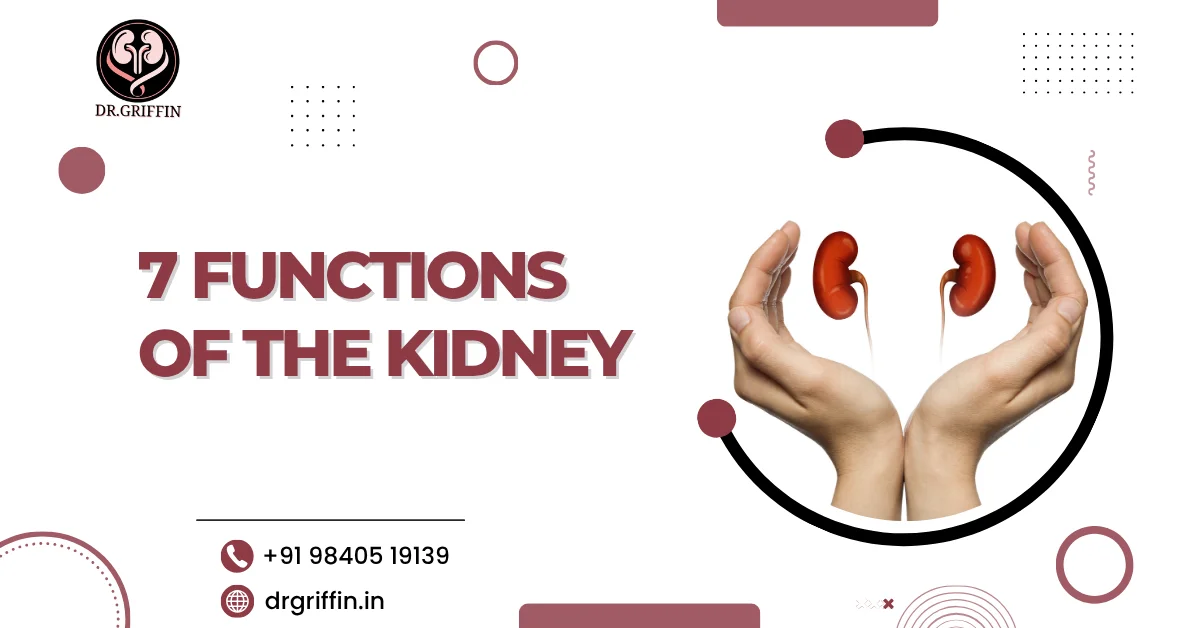 7 Functions of The Kidney