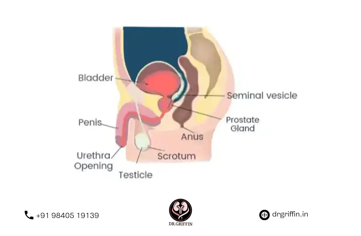 Andrologist in Chennai