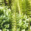Horsetail