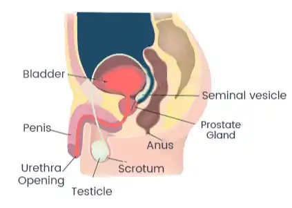 Andrologist in Chennai