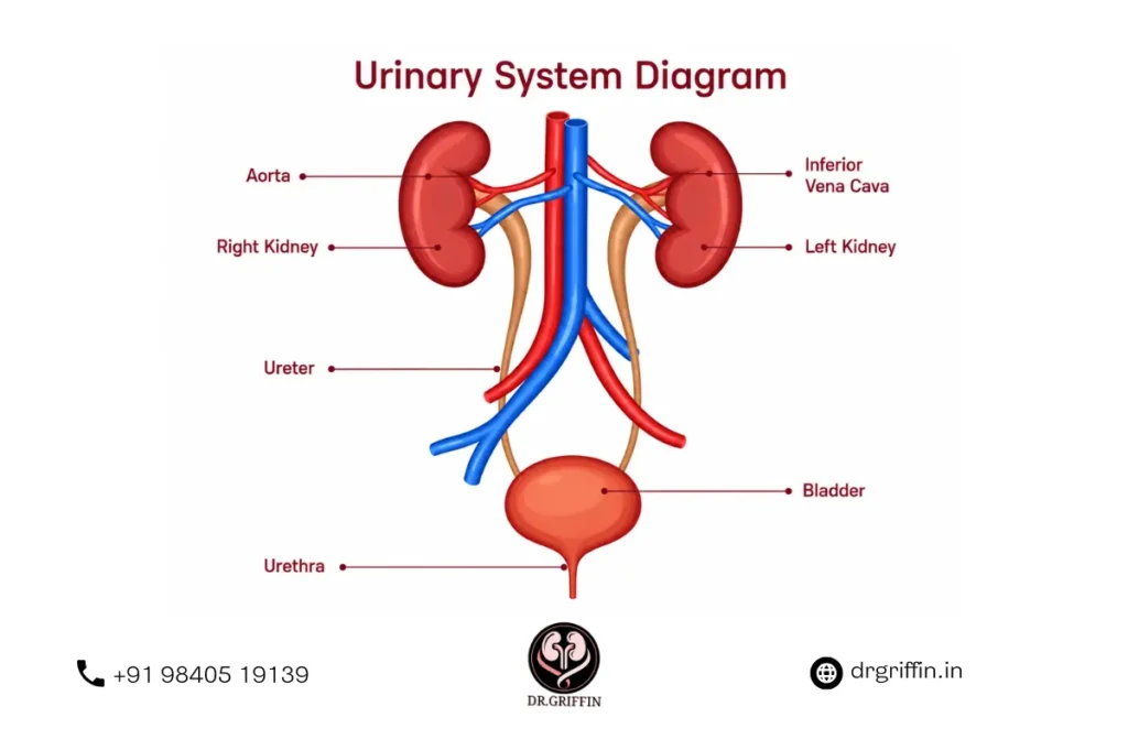 Best urologist in India
